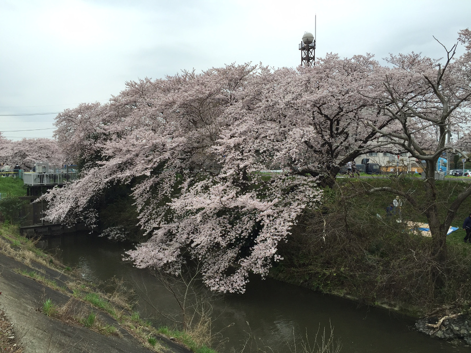 多摩川